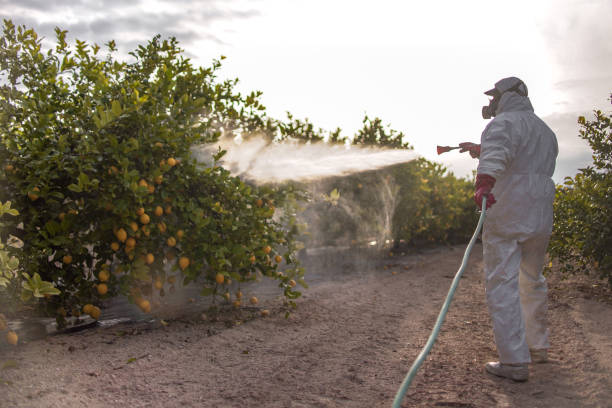 Best Wasp Removal Services  in Albany, MO