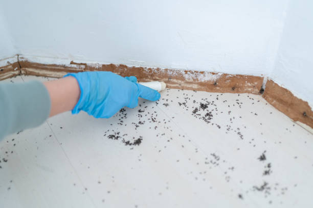 Best Rat Extermination Near Me  in Albany, MO